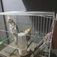 عروس هلندی جفت