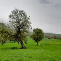 اجاره باغ ویلا