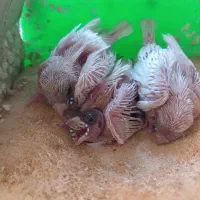 فنچ|پرنده|مرودشت, فرهنگ|دیوار