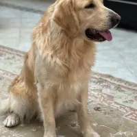 گلدن رتریور|سگ|تهران, جیحون|دیوار