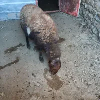 بره نر|حیوانات مزرعه|مریوان, |دیوار