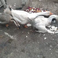 تخم قو غاز نطفه دار