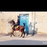 اسب مادیون ابستن 38 ملیون