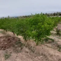 باغچه بادام در شهر قوشچی