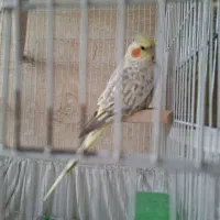 فروش دوعددعروس هلندی|پرنده|تهران, کاج|دیوار