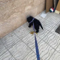 واگذاری سگ شیتزو تریر