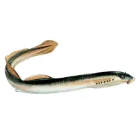 مارماهی برای ماهیگیری