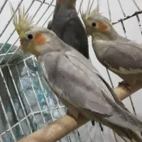 عروس هلندی|پرنده|عجب شیر, |دیوار