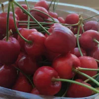 گیلاس|خوردنی و آشامیدنی|سبزوار, توحیدشهر|دیوار