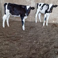 گوساله ماده صنعتی ازمادرپرتولیدشیر