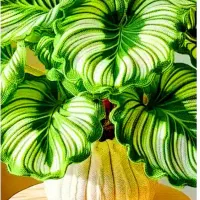 عوض کردن خاک گلدان های خانگی