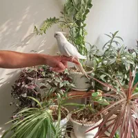 عروس هلندی آلبینو دستی