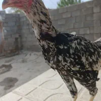 خروس لاری و مرغ و جوجه لاری|حیوانات مزرعه|کرمانشاه, |دیوار