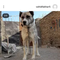 واگذاری سگ|سگ|مشهد, تربیت (صدف)|دیوار