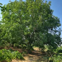 باغ گردو  ۲۴۰۰ متر با ۷ساعت آب استان قزوین ضیاآباد