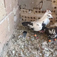 کفتر|پرنده|مشهد, موعود|دیوار
