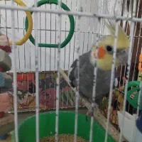 عروس هلندی نر
