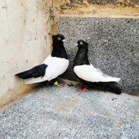 کفتر سینه سیاه|پرنده|مشهد, شهرک شیرین|دیوار