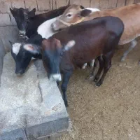 گوساله جرسی و گاو هلشتاین ابستن