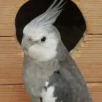 عروس هلندی گمشده‌ ...