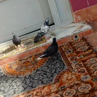 کبوتر رنگی