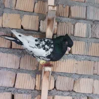 کفتر|پرنده|مرودشت, ژیان|دیوار