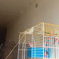 یه جفت مرغ عشق مولد ۵ تا جوجه|پرنده|شاهین‌شهر, حافظ شمالی|دیوار