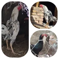 تخم نطفه دار لاری