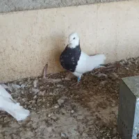 طوقی کرمانشاهی|پرنده|گله دار, |دیوار