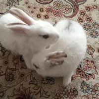 فروش بچه خرگوش