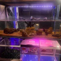 فروشگاه ماهی آکواریومی تجهیزات آکواریوم|ماهی|بندر انزلی, متروپل|دیوار