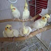 جوجه عروس هلندی فوق العاده زیبا|پرنده|قزوین, |دیوار