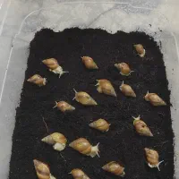 حلزون آچاتینا