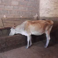 گاو و گوساله