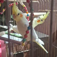 عروس هلندی|پرنده|اصفهان, کوی راه حق|دیوار