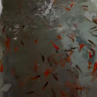 ماهی قرمز دوبند،سه بند،درصد کمی چهار بند