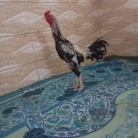 دوعدد خروس لاری