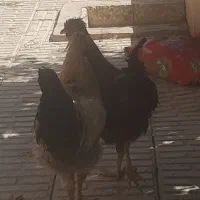 مرغ گلپایگانی ۵ماهه ۳تا ودوتا مرغ تاجی یا ریشی لری|حیوانات مزرعه|مبارکه, |دیوار