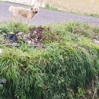 فروش سگ پا کوتاه