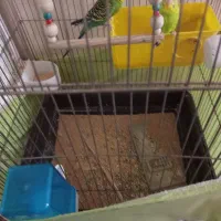 قفس|لوازم جانبی حیوانات|باقرشهر, |دیوار