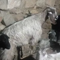 کره چاق قصابی