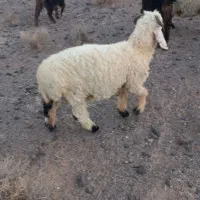 بره نر و ماده سبک محلی چاق