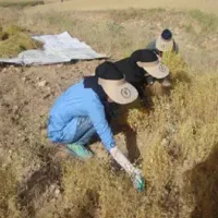 کارگر خانم برای کشاورزی