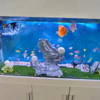 ماهی دیسکس وآنجل وکالر|ماهی|محمدشهر, محمدشهر|دیوار