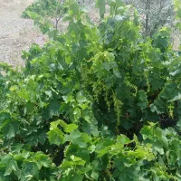 فروش باغ پسته|فروش خانه و ویلا|زنجانرود, |دیوار