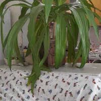 گل اشک ملکه دو قلو