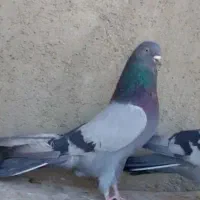 پرورش فروش کبوتر سبز انزیمیت دارو خارجی ارزن گندم