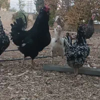 مرغ خروس جوجه گلین|حیوانات مزرعه|شیراز, گویم|دیوار