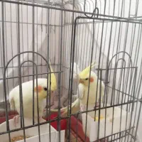 عروس هلندی لوتینو|پرنده|قم, انصارالحسین|دیوار