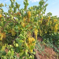 باغ انگور کنار خیابان اصلی